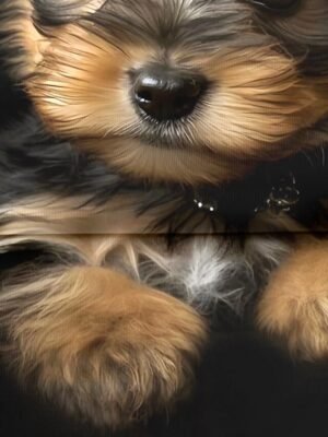 Basic Regular Dog Print Round Neck Short Sleeve Top - Image 4