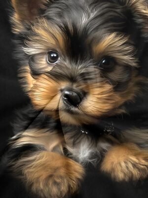 Basic Regular Dog Print Round Neck Short Sleeve Top - Image 5